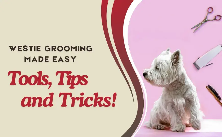 Grooming a West Highland Terrier; All the Groomer Insights